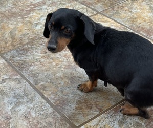 Mother of the Dachshund puppies born on 05/26/2026