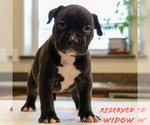 Puppy Widow American Bully