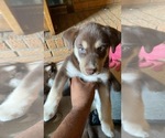 Small Photo #23 Labrador Retriever-Siberian Husky Mix Puppy For Sale in MEM, TN, USA