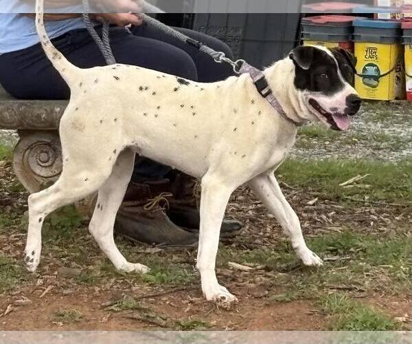 Medium Photo #1 Labrador Retriever-Unknown Mix Puppy For Sale in Rustburg, VA, USA