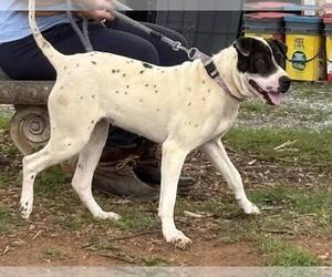 Labrador Retriever-Unknown Mix Dogs for adoption in Rustburg, VA, USA