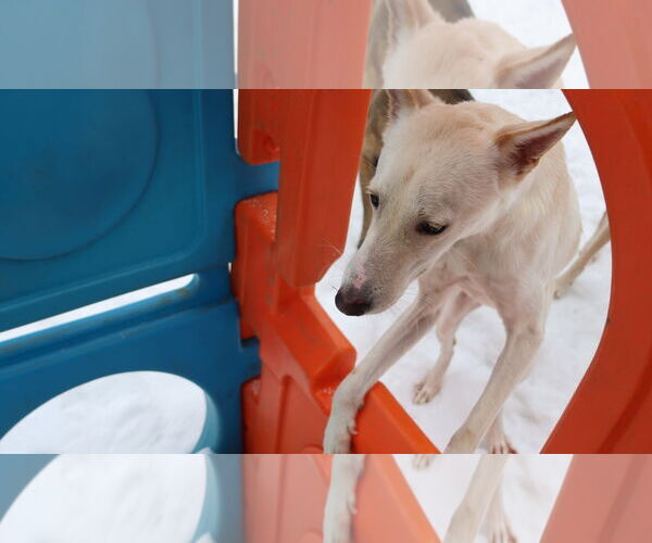 Medium Photo #9 Saluki-Whippet Mix Puppy For Sale in Sebec, ME, USA