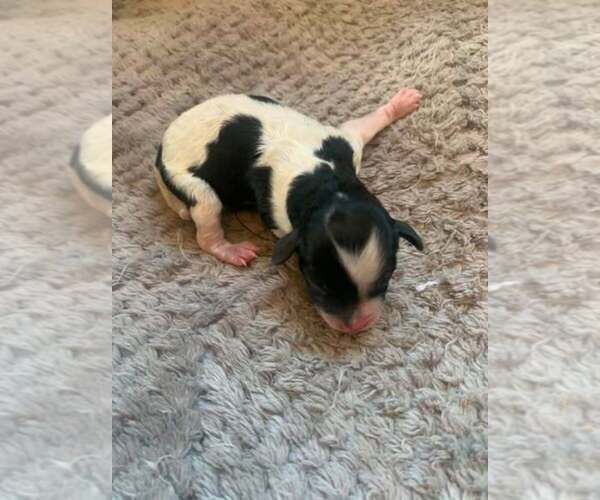 Medium Photo #1 Poodle (Miniature) Puppy For Sale in HADDAM, KS, USA