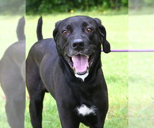 Great Dane-Labrador Retriever Mix Dogs for adoption in Glen Allen, VA, USA