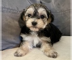 Small Photo #7 Maltipoo Puppy For Sale in SANTA MARIA, CA, USA