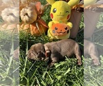 Small #13 Labrador Retriever
