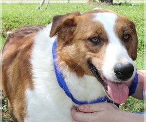 Border Collie-Retriever  Mix Dogs for adoption in Prattville, AL, USA