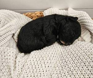 Schnoodle (Miniature) Puppy for sale in BROWNFIELD, TX, USA