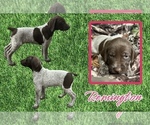 Puppy Remington German Shorthaired Pointer