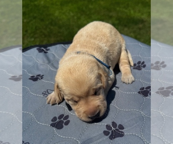 Medium Photo #6 Labrador Retriever Puppy For Sale in DE MOSSVILLE, KY, USA