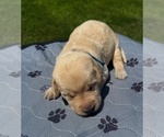 Puppy Puppy 5 Labrador Retriever