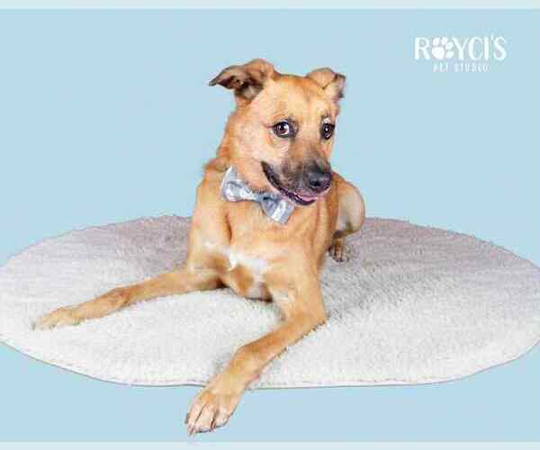 Medium Photo #17 Mutt Puppy For Sale in Sandy, UT, USA