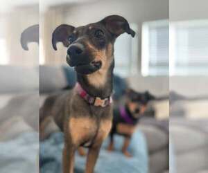 Mei - Female Dachshund-Unknown Mix Dog for Adoption - Photo #2