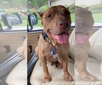 Small #1 American Pit Bull Terrier Mix