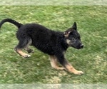 Small Photo #14 German Shepherd Dog Puppy For Sale in JURUPA VALLEY, CA, USA