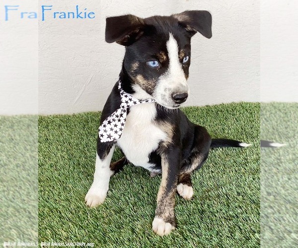 Medium Photo #1 Mutt Puppy For Sale in San Diego, CA, USA