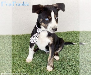 Mutt Dogs for adoption in San Diego, CA, USA