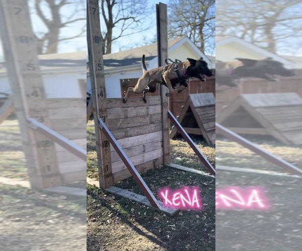 Medium Photo #1 Belgian Malinois Puppy For Sale in OAK FOREST, IL, USA