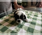 Small Photo #17 Shih Tzu Puppy For Sale in MOORESVILLE, NC, USA