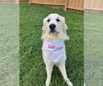 Small #3 Great Pyrenees Mix