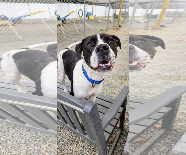 Medium Photo #8 Lab-Pointer Puppy For Sale in Rockaway, NJ, USA