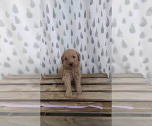 Goldendoodle Puppy for sale in ATHENS, WI, USA