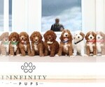 Small #1 Goldendoodle (Miniature)