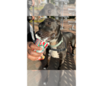 Small Photo #39 Labrador Retriever-Unknown Mix Puppy For Sale in Greenbelt, MD, USA