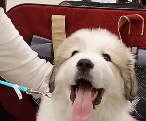 Great Pyrenees Puppy for sale in THE VILLAGES, FL, USA