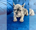 Small Photo #30 French Bulldog Puppy For Sale in SCREVEN, GA, USA