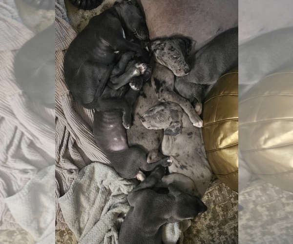 Medium Photo #45 Irish Dane Puppy For Sale in SPRINGFIELD, MO, USA