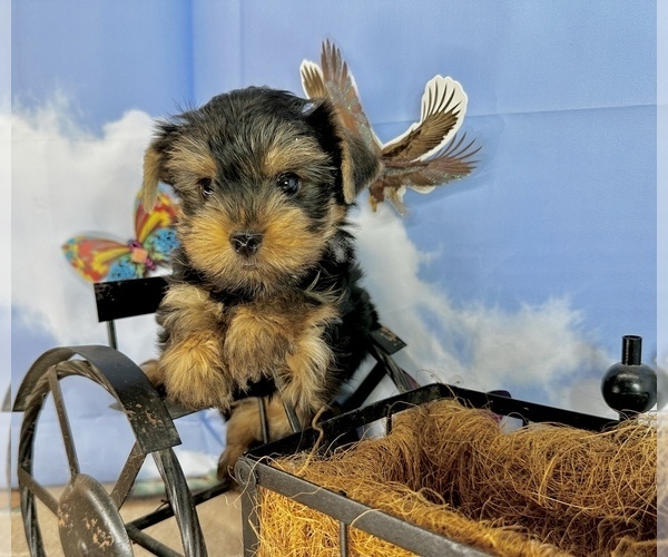 Medium Photo #24 Yorkshire Terrier Puppy For Sale in CASSVILLE, MO, USA