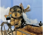 Small #23 Yorkshire Terrier