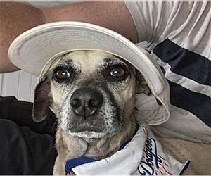 Ty - Male Chihuahua Dog for Adoption - Photo #3