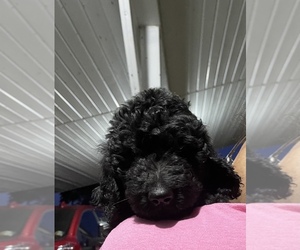Goldendoodle Puppy for sale in VIOLA, AR, USA