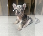 Puppy Harley French Bulldog
