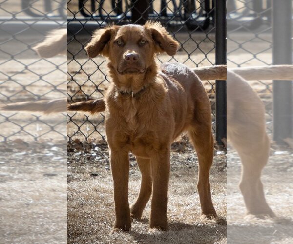 Medium Photo #27 Golden Shepherd Puppy For Sale in Laramie, WY, USA