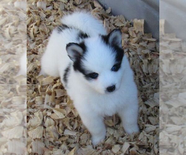 Medium Photo #3 Alaskan Klee Kai Puppy For Sale in SEBRING, FL, USA