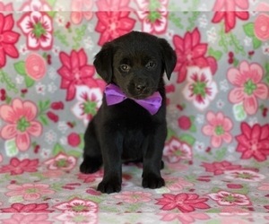 Golden Retriever-Rottweiler Mix Puppy for sale in LANCASTER, PA, USA