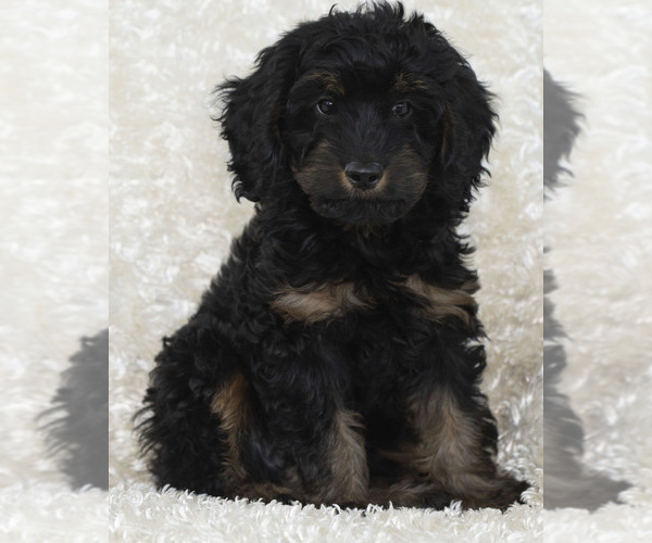 Medium Photo #1 Goldendoodle Puppy For Sale in TOPEKA, KS, USA