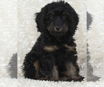 Puppy 1 Goldendoodle