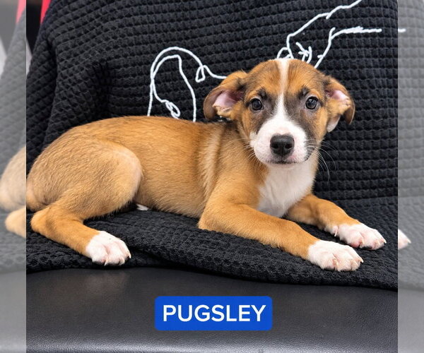 Medium Photo #1 Mutt Puppy For Sale in Walnutport, PA, USA