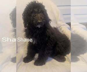 Goldendoodle-Poodle (Standard) Mix Puppy for sale in CLARKRANGE, TN, USA