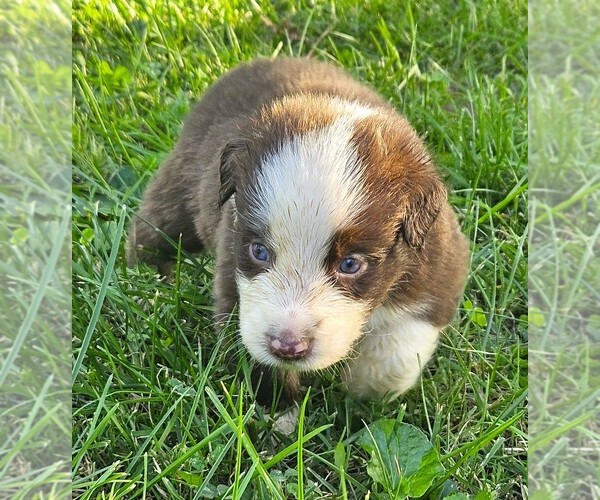 Medium Photo #7 Australian Shepherd Puppy For Sale in NELSON, VA, USA