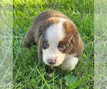 Theo - Male Australian Shepherd Puppy for Sale - Photo #7