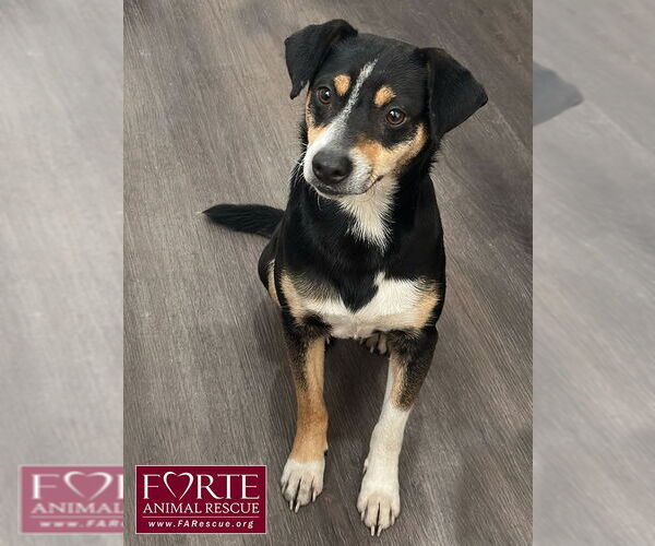 Medium Photo #1 Rat Terrier-Unknown Mix Puppy For Sale in Marina del Rey, CA, USA