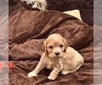 Small Photo #5 Cocker Spaniel Puppy For Sale in LAKE RIDGE, VA, USA