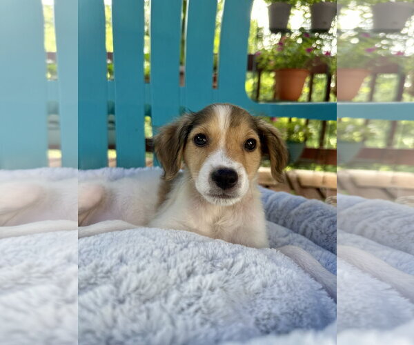 Medium Photo #5 Mutt Puppy For Sale in Pacolet, SC, USA