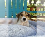 Small #4 Mutt