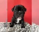 Small Photo #26 French Bulldog Puppy For Sale in NEWARK, NJ, USA